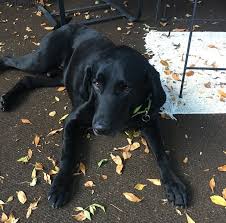 Favorite this post jul 11 Orlando Safe Harbor Lab Rescue