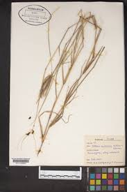 Image result for Chloris mossambicensis