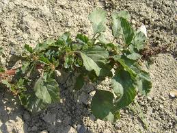 Image result for Amaranthus blitum