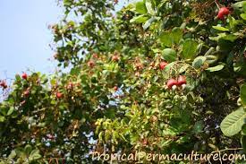 We did not find results for: Growing Cashews How To Grow Cashew Trees Nuts And Apples