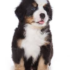 Champion bernese mountain dogs are of the premium stature, walk and quality. Bernese Mountain Dog Puppies For Sale