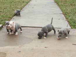 Earth is home to multitudes of species in the animal world, and the diversity is. Ohhhhh Myyyyy Godddddd D 3 Pitbull Puppies American Pitbull Terrier Animals