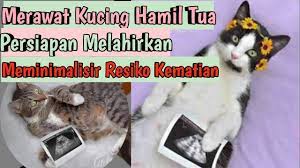 Umumnya, kucing mengalami masa bunting atau hamil selama. Merawat Kucing Hamil Persiapan Kucing Melahirkan Tips Perawatan Kucing Youtube