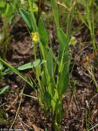 Image result for Crotalaria orthoclada