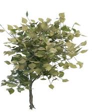 Our tree form versions of dwarf evergreens are perfect for giving extra height in narrow beds, and they really show off the beauty of these little plants. Nature Green Dwarf Shrubs Free 3d Model Max 123free3dmodels