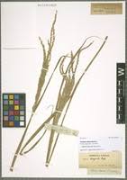 Image result for Digitaria diagonalis