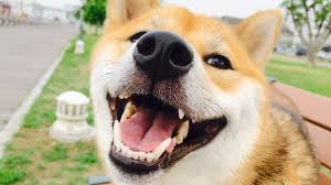 This is also a gesture where a dog shows his front teeth, but a smiling dog is doing just that. Do Dogs Really Smile The Science Explained All Things Dogs All Things Dogs