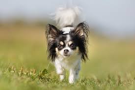Their hearing will continue to develop until the puppies are around eight weeks old. Chihuahua Dog Breed Information