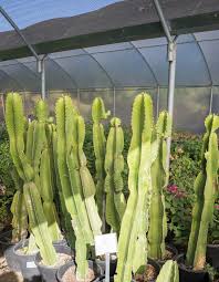 Image result for Euphorbia candelabrum