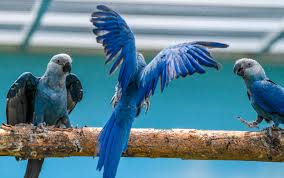 Two decades after it vanished, the stunning Spix's macaw returns to its  forest home | Science | AAAS
