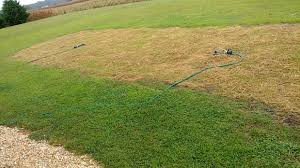 It will be your job to ensure that the ground remains damp in between visits from the experts. Lawn Repair Contractor Followup To My Diy Prep Got The Job Done Networx