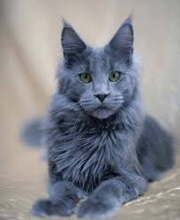 List Of 15 Different Colors Of A Maine Coon Cat Maine