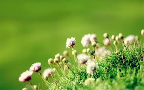 Check spelling or type a new query. 50 Beautiful Free Hd Flower Wallpapers Designmaz