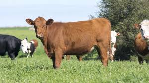 • national beef refer to national beef, inc., a newly formed delaware corporation we may be subject to significant liability potentially in excess of applicable liability insurance policy limits if the. Us Livestock And Exotic Mortality Insurance