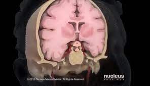 Added 5 years ago jdang1 in action gifs. Best Cerebral Gifs Gfycat