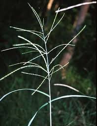 Image result for Digitaria minoriflora