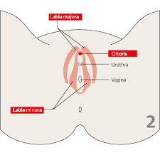 This can effectively educate everyone on the female human body. What Is Female Genital Mutilation Society The Guardian