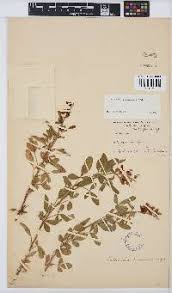 Image result for Crotalaria laburnoides