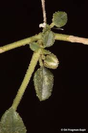 Image result for Limeum argute-carinatum