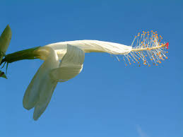 Image result for Hibiscus kirkii