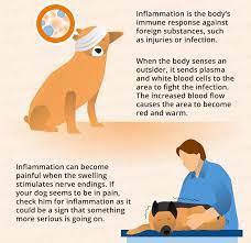 Inflammation In Dogs Canna Pet
