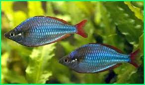 20 Jenis Ikan Hias Air Tawar Asli Indonesia Dan Asal Usulnya Dunia Fauna Hewan Binatang Tumbuhan Ikan Akuarium Air Tawar Ikan