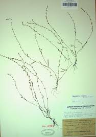 Image result for Sporobolus rigidifolius