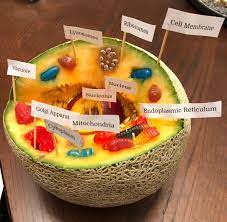 These are organelles pertinent to plant cells. Shaan On Twitter Animal Cell Made By My Daughter Using Melon Candies Gummies As Part Of Her School Project I Asked Her If I Can Eat That Endoplasmic Reticulum She Said No
