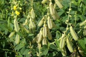 Image result for Crotalaria retusa