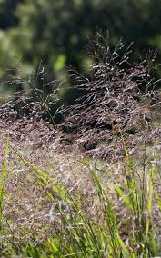 Image result for Panicum aequinerve