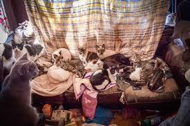 Katherine miller of the aspca explains what you need to do when introducing a cat to a new home. Photos Show Inside Of Texas Home Where 108 Cats Were Seized