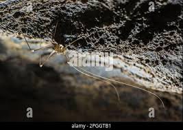 Image result for Clematis dolichopoda