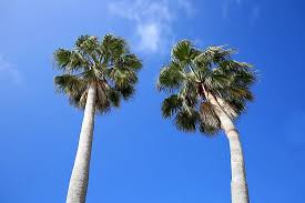 In orlando and tampa, for example, architecturally. Are Palm Trees Native To Florida Worldatlas