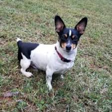 And teddy roosevelt terrier (trt) black tri the black tri is black and white with copper points and a black nose. Teddy Roosevelt Terriers Dog Breed Info Photos Common Names And More Embarkvet