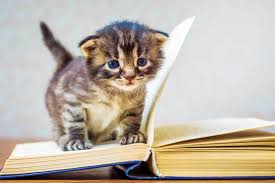 Kitten Classes The Cats Meow Veterinary Practice News