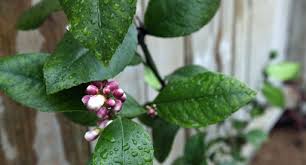 There are an amazing number of plants that can be trained as espaliers. Fruit Tree Espalier Guide