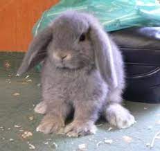 Babies For Sale Mini Lop Rabbit Mini Lop Rabbits For Sale