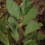 Image result for Leptaulus