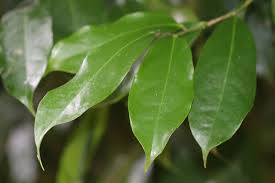 Image result for Napoleonaea gossweileri