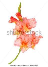 Flower Paintings Flower Painting Gladiolus Gladiolus Tattoo