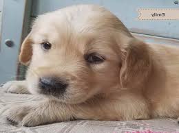 Uptown puppies has the highest quality golden retriever puppies from the most ethical breeders in pittsburgh & pa. Golden Retriever Puppies For Sale In Pa Under 300 Petsidi Golden Rosie Golden Retriever Puppy For Sale In C Retriever Puppy Golden Retriever Puppies For Sale
