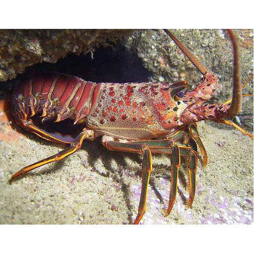 Mga resulta ng larawan para sa Deep Sea lobster"
