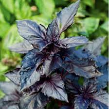 Image result for Ocimum urundense