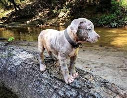 Pitbull puppies online is the #1 classified to buy, adopt and sell your pitbulls. Merle Pitbull Is This Unusually Colored Dog Right For You