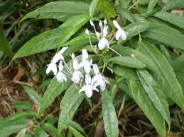 Image result for Panicum graciliflorum