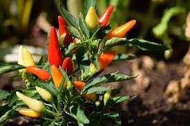 We'll also talk about different ways to boost pollination in pepper plants to get a better yield. Do Pepper Plants Self Pollinate 10 Common Questions Answered