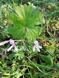 Image result for Pelargonium alchemilloides