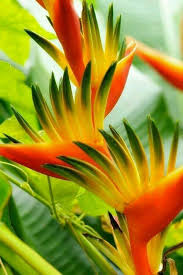 Bird Of Paradise Flower Meaning Pin On Plants