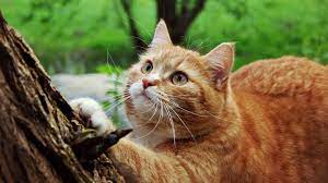 Cute Gold Cat Wallpapers Hd Wallpapers Cat Wallpaper Cats Cat Fur