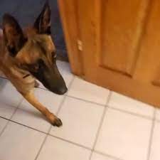 victhor adiestrador canino on instagram haz click en la foto dos vece videos divertidos de perros videos de animales chistosos videos graciosos de animales